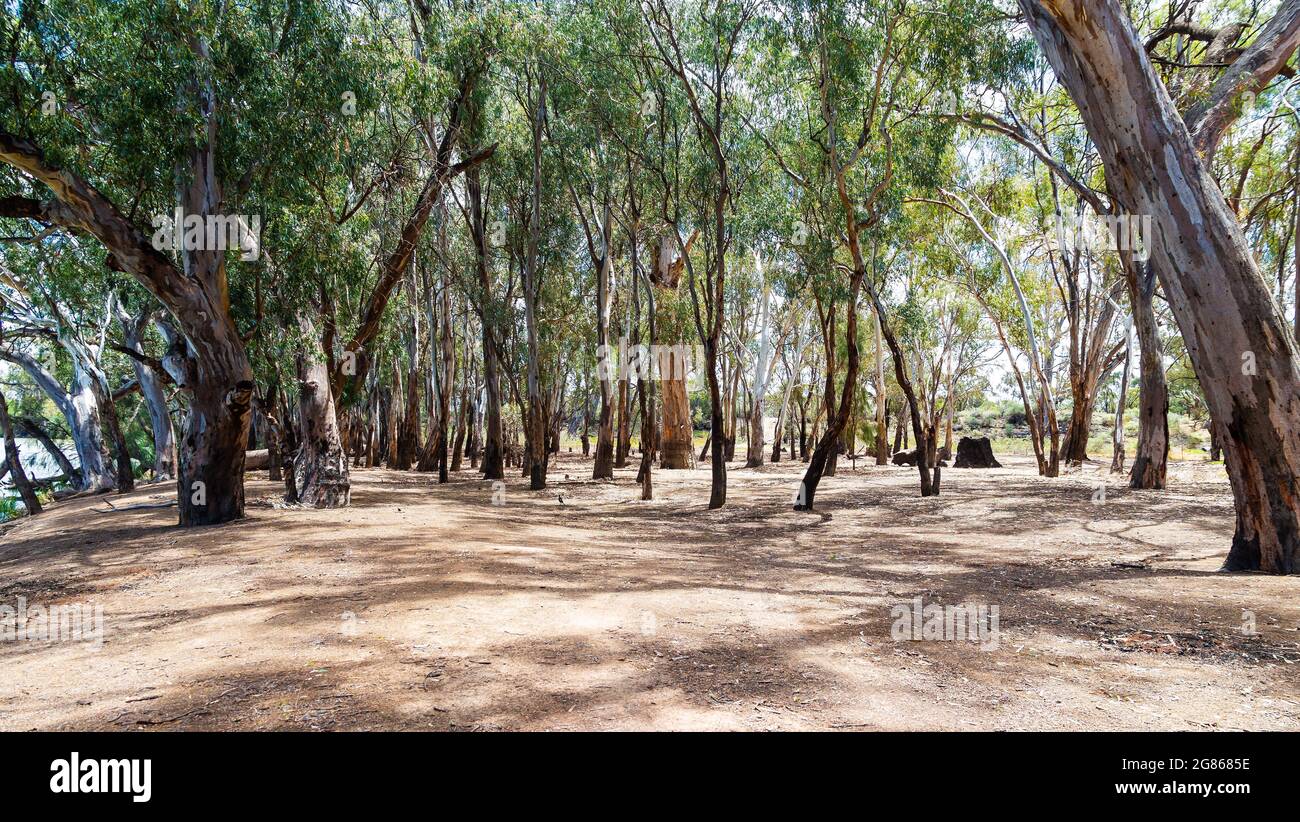 Woods on bank of Murray River at Dareton, NSW, Australia, after fire exposure. Stock Photo