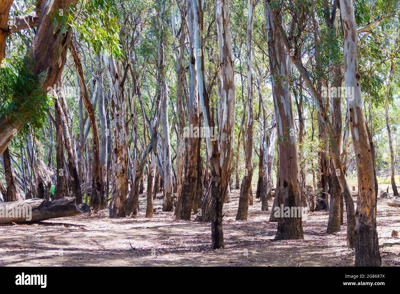 Woods on bank of Murray River at Dareton, NSW, Australia, after exposure to fire Stock Photo