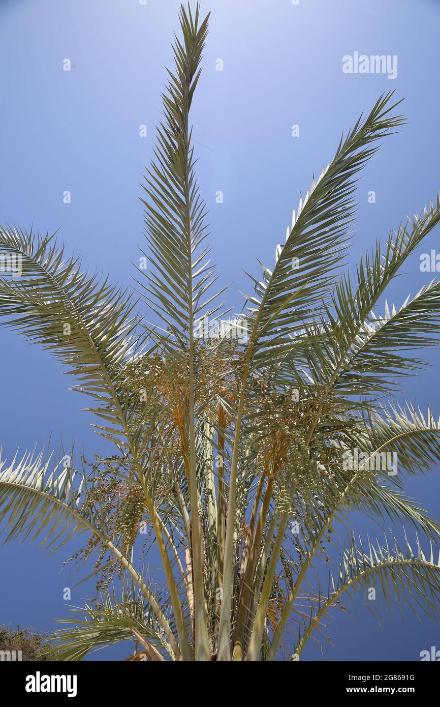 Palm tree leaves on wind against blue sky Stock Photo