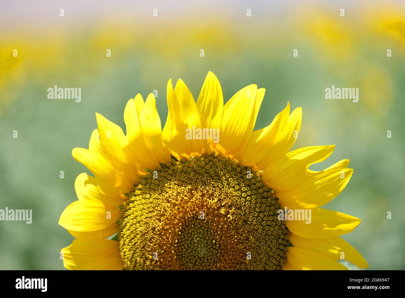 sunflower in the field Stock Photo - Alamy