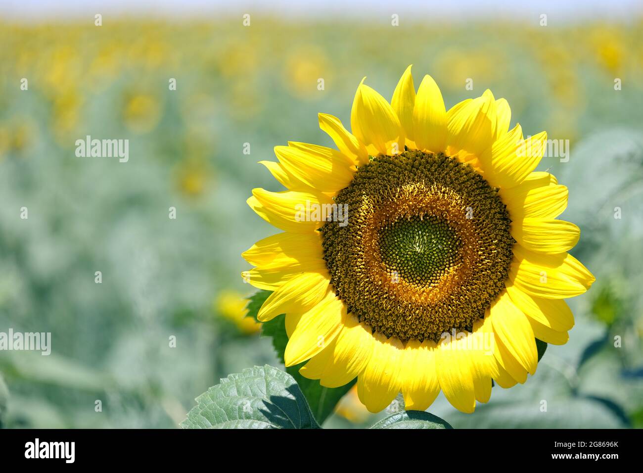 sunflower in the field Stock Photo - Alamy