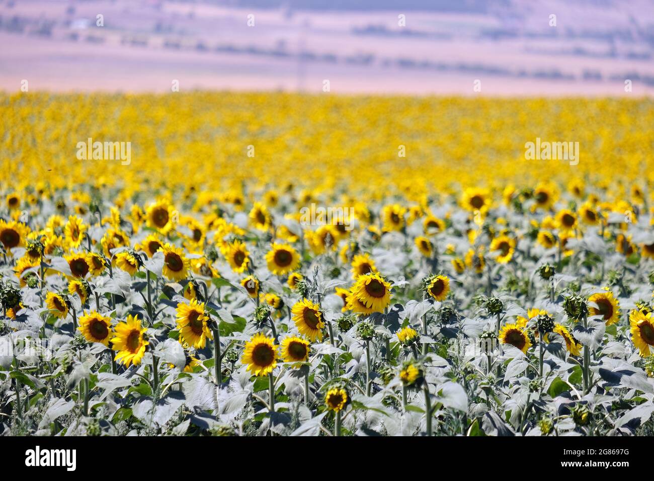 sunflower in the field Stock Photo - Alamy