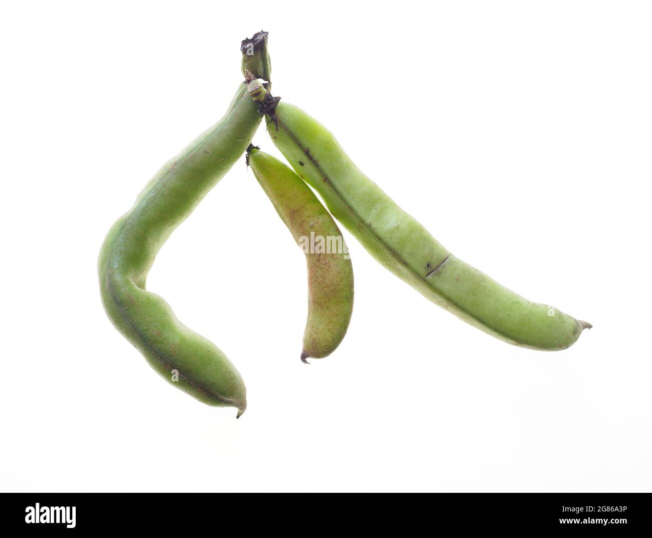 A close-up of some home-grown broad bean pods against a white background Stock Photo