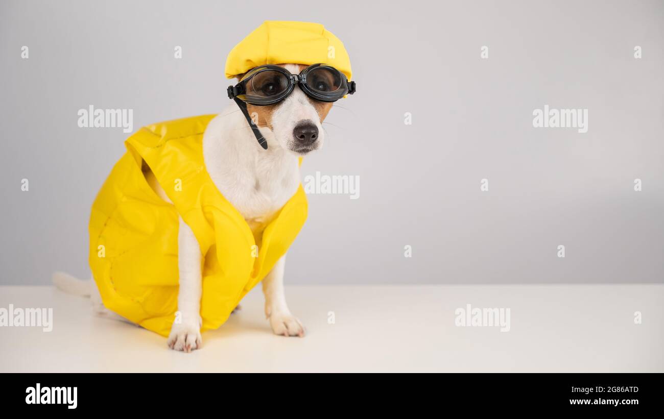 Portrait of jack russell terrier dog in life jacket with diving goggles and pool cap on white background. Stock Photo