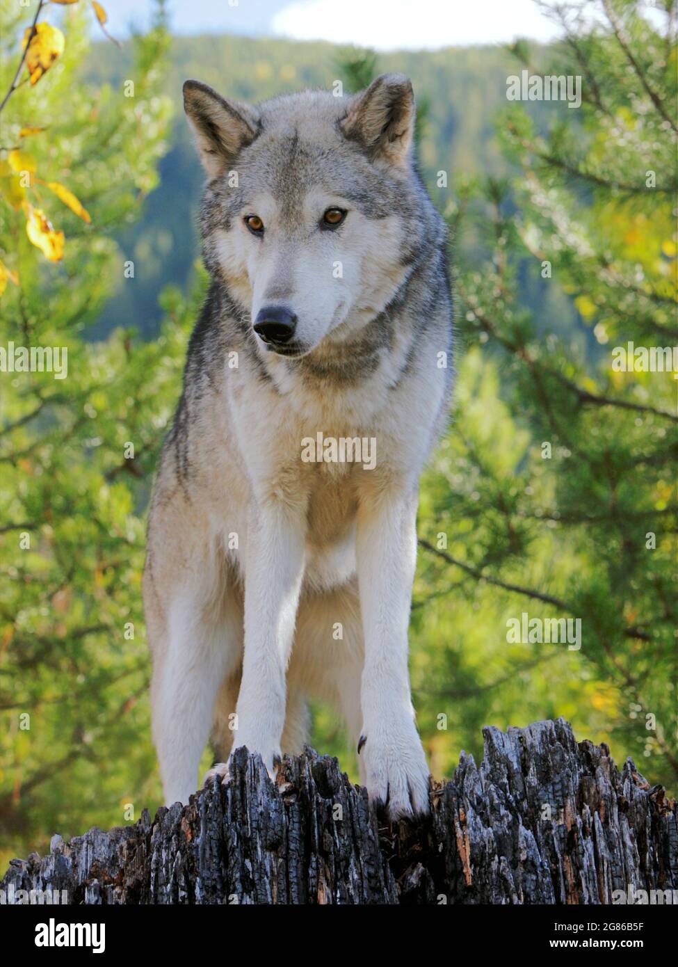 Timber Wolf standing on burned tree stump Stock Photo