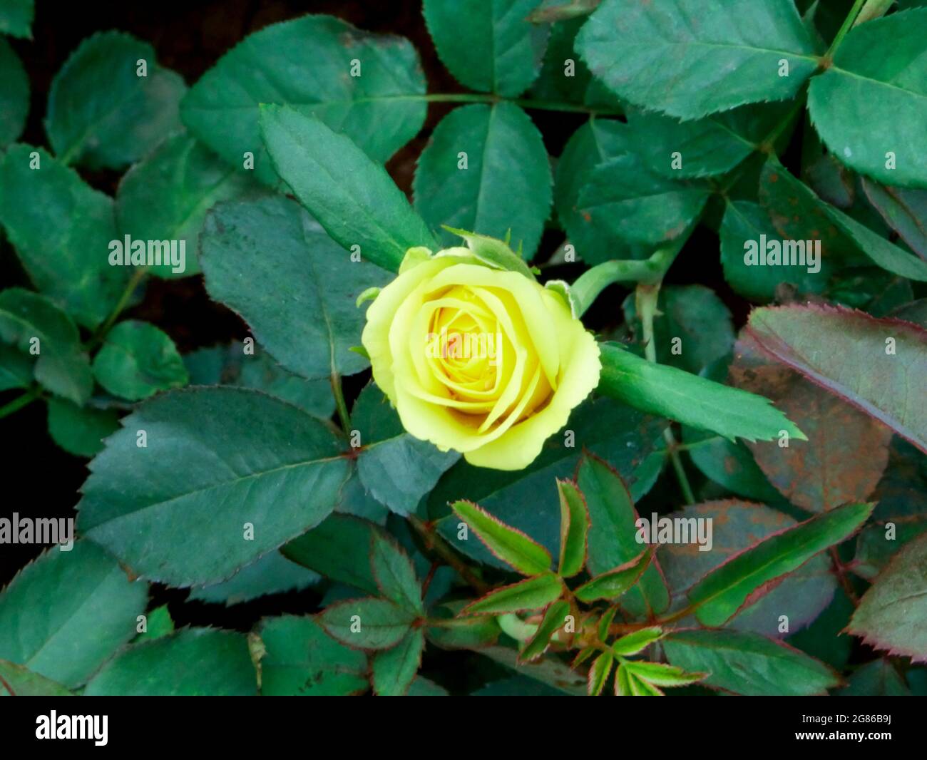 Yellowish rose flower shot at natural garden field, nature beauty image for commercial use. Stock Photo