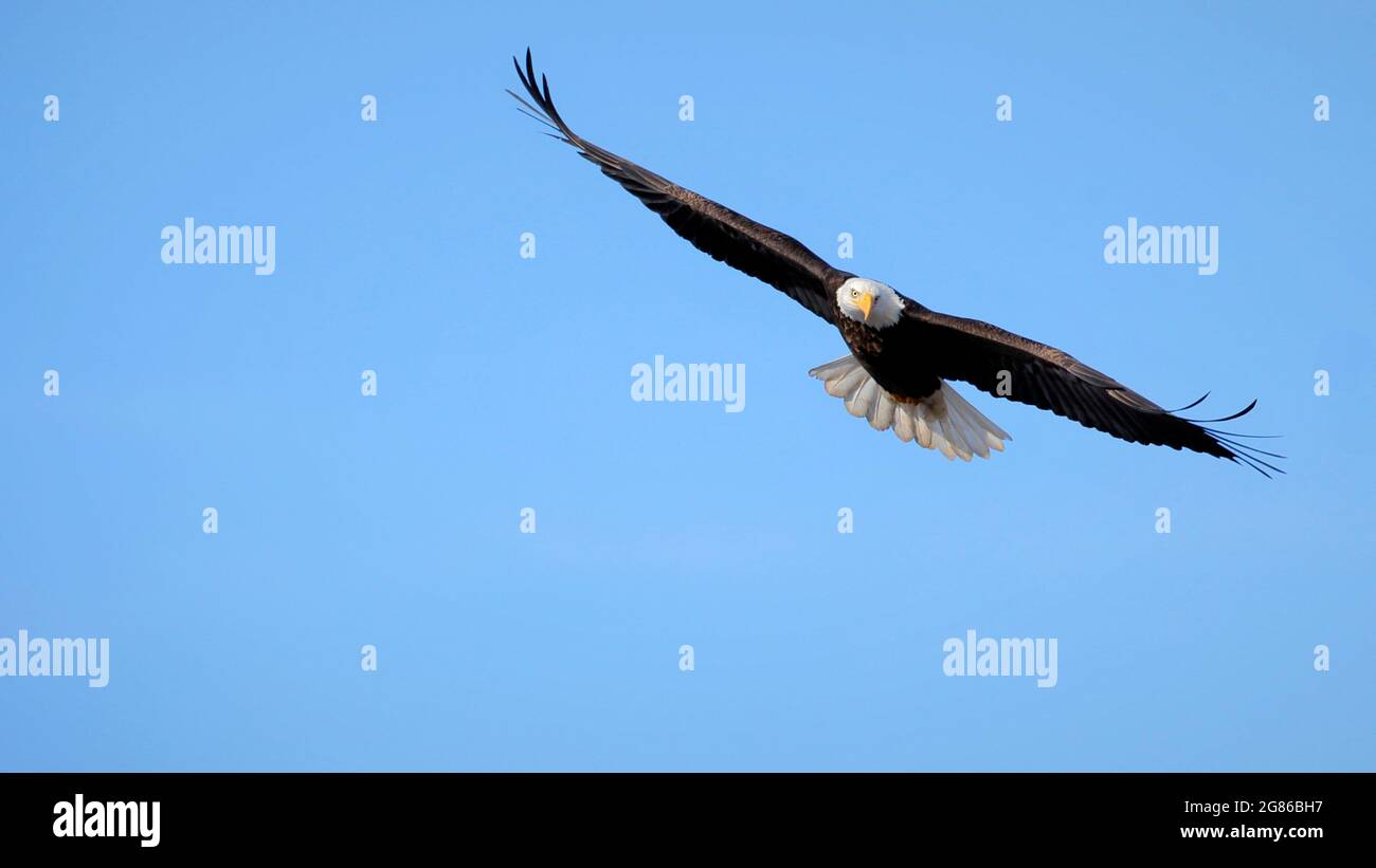 Bald Eagle in flight on blue sky, showing full wingspan. Stock Photo