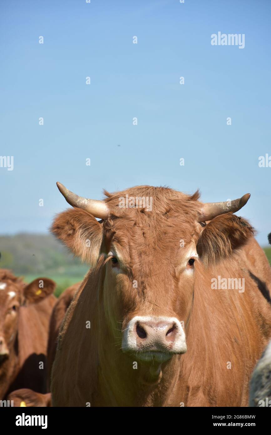 Longhorn cow eyes close hi-res stock photography and images - Alamy