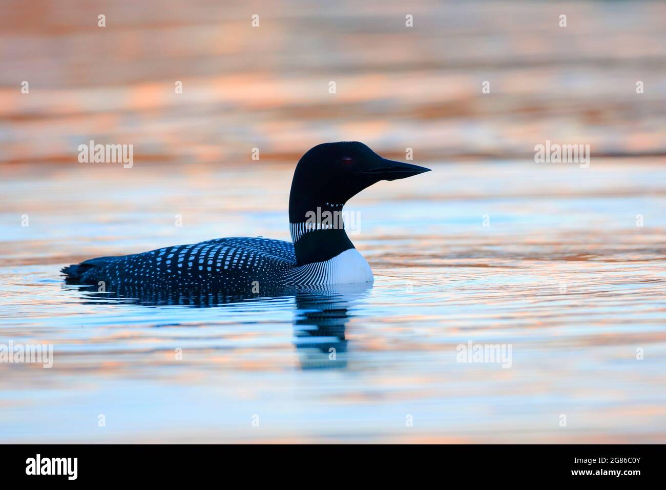 Common Loon swimming in lake with the setting sun reflecting in the water. Stock Photo