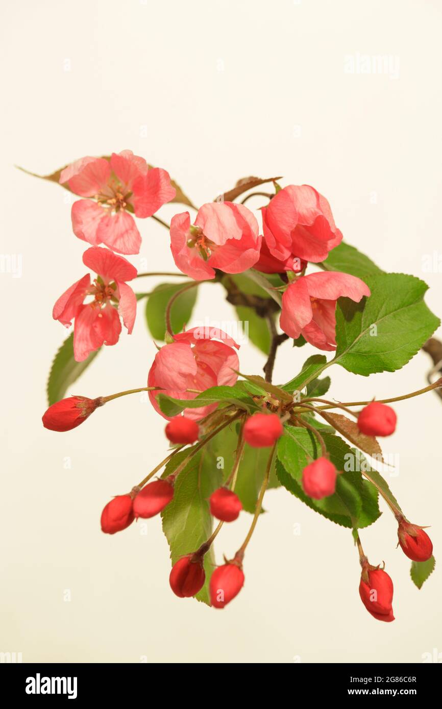 Pink Apple tree flowers blossoming, branch on white background. Stock Photo