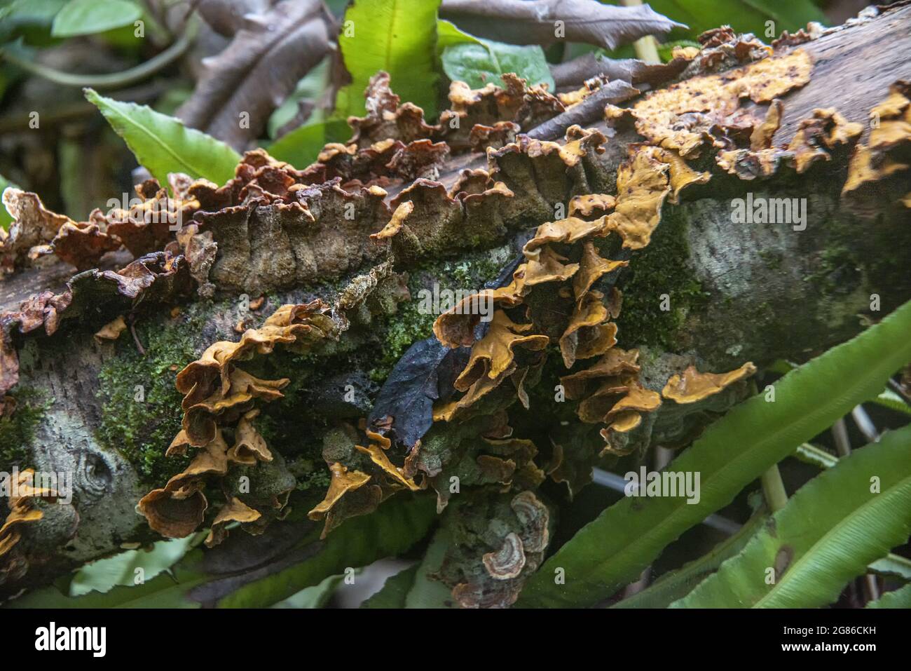 Closeup shot of growing Hymenochaete mushrooms on a tree bark Stock Photo