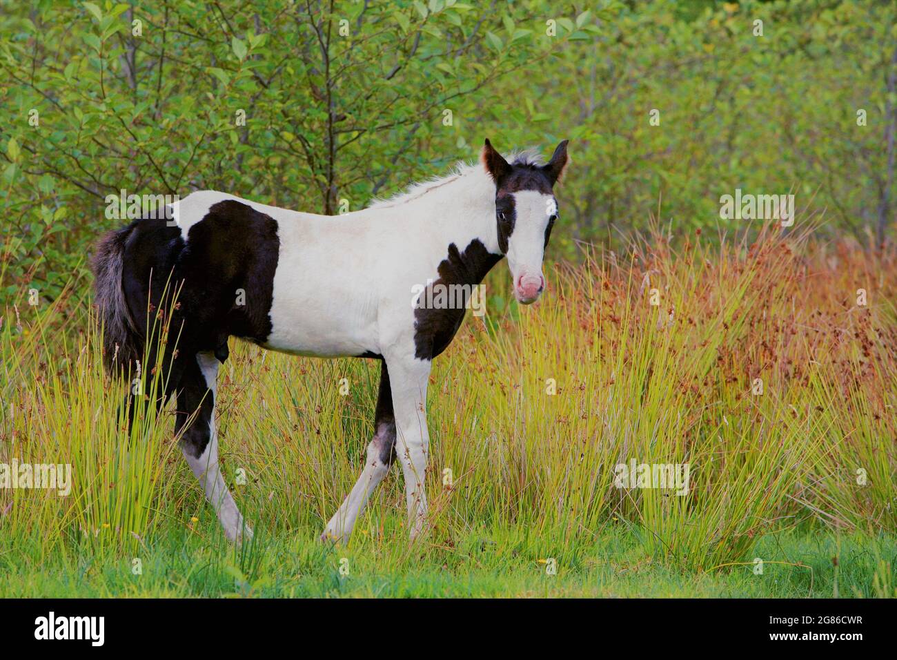 Black and White Paint Colt standing at pasture in high grass Stock Photo