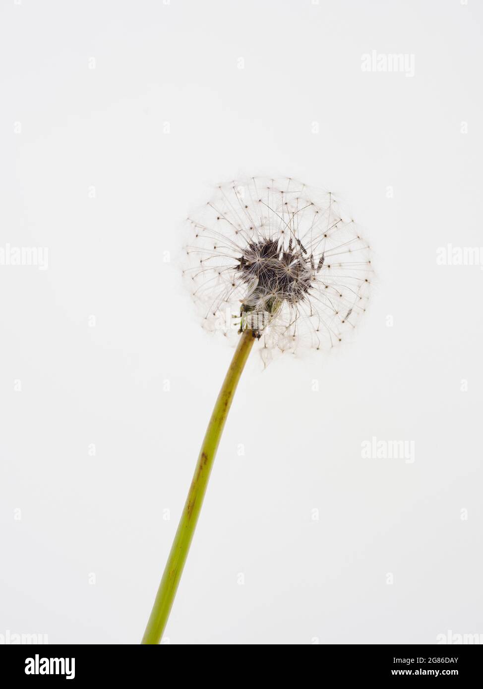 A single dandelion seed had seen in close-up against an isolated white background Stock Photo