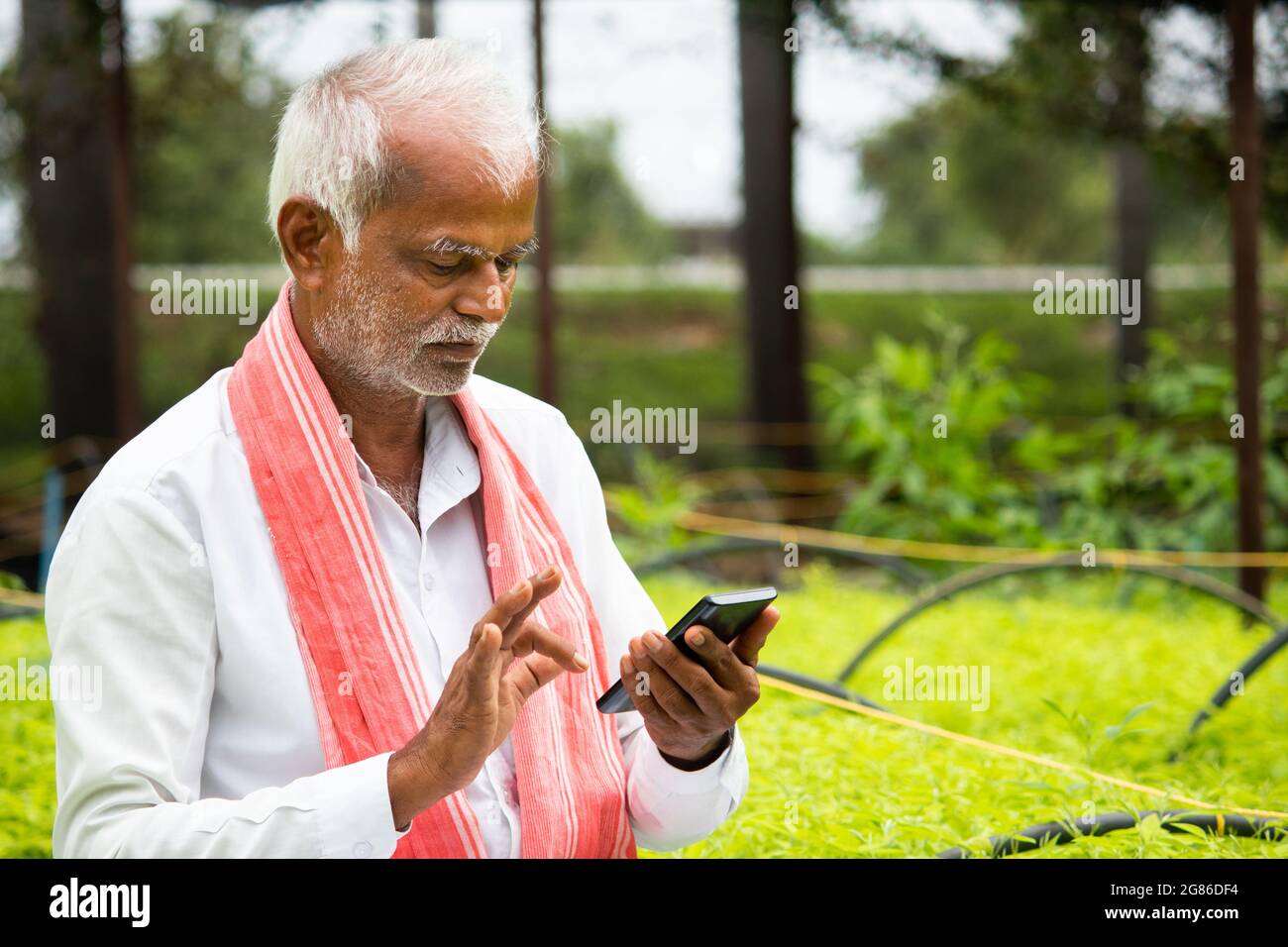 Indian Farmer busy using mobile phone while sitting in between the crop seedlings inside greenhouse or poly house - concept of farmer using technology Stock Photo