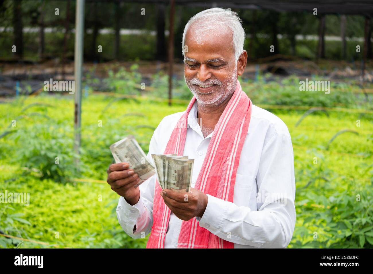 Happy Smiling Indian farmer counting Currency notes inside the greenhouse or polyhouse - concept of profit or made made money from greenhouse farming Stock Photo