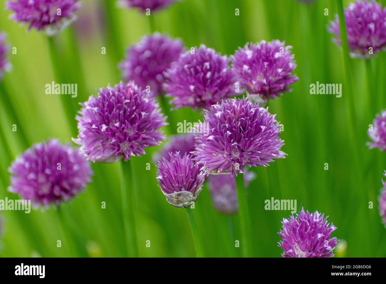 purple flower heads of a chive plant Stock Photo