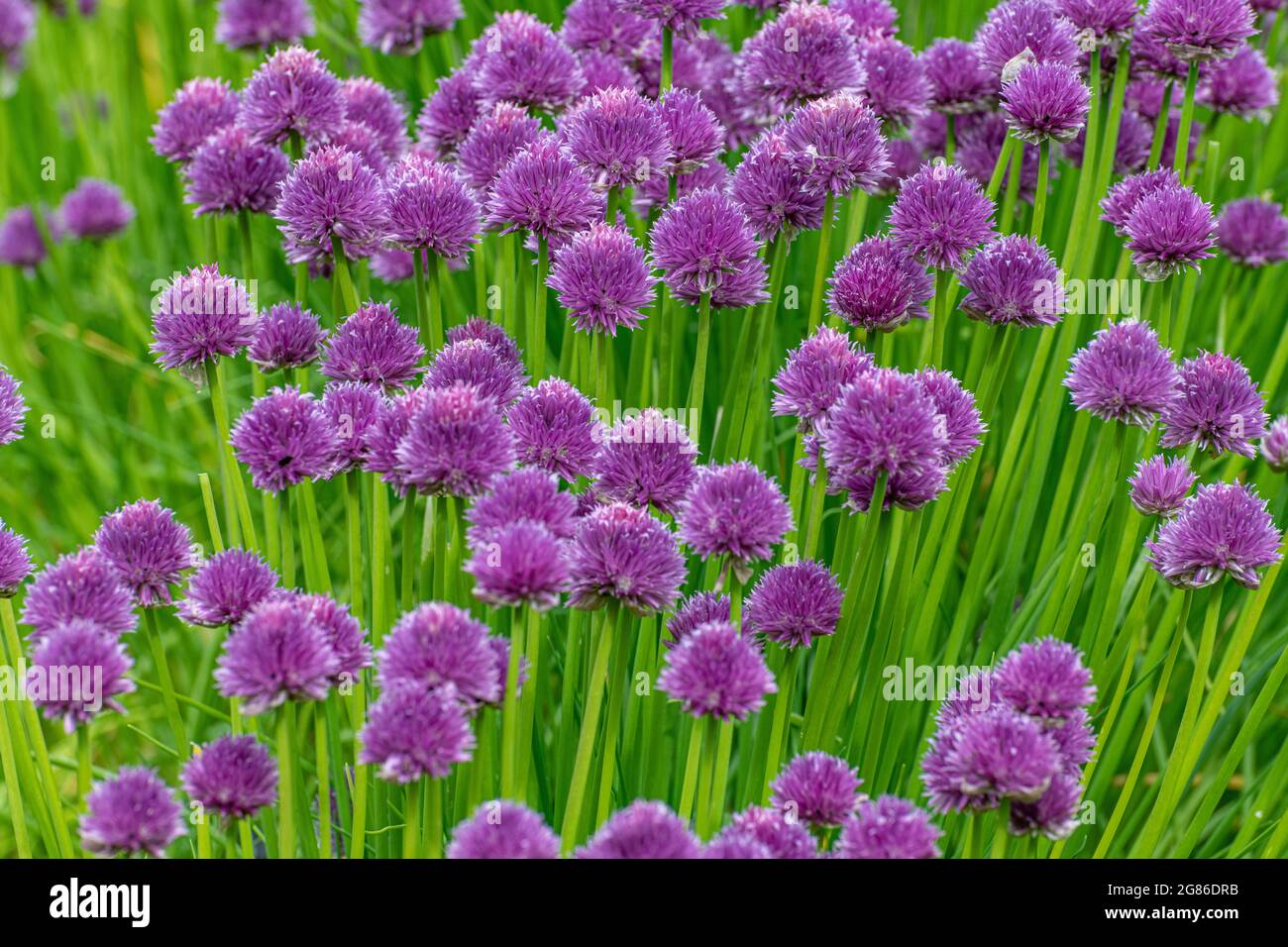 purple chive flowers, allium schoenoprasum green stems Stock Photo Alamy