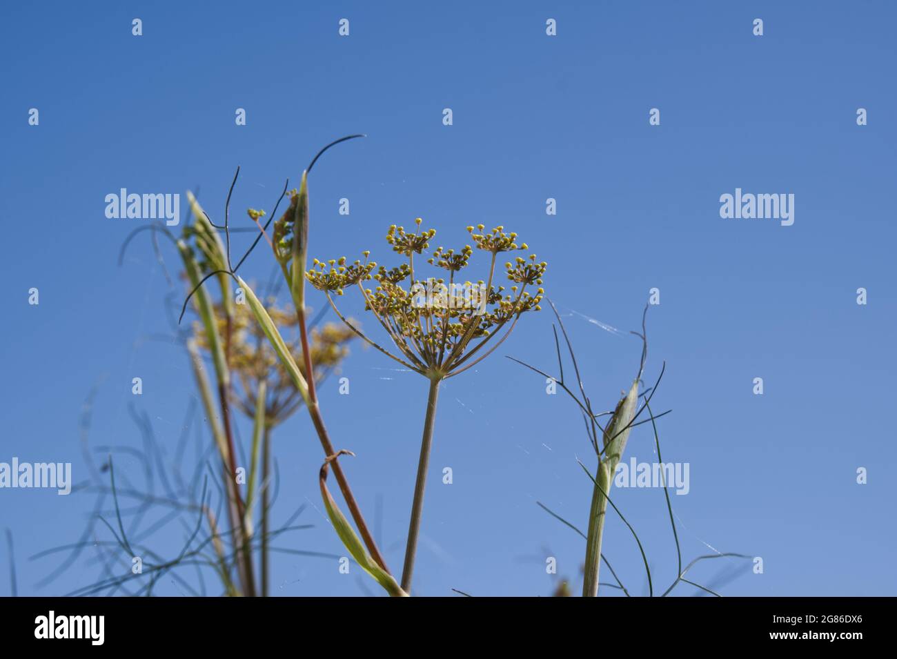 Summer flowers of bronze fennel (Foeniculum vulgare) against a blue sky in July UK Stock Photo