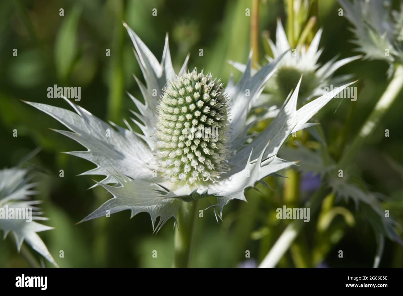 Summer flowers of Eryngium giganteum (Miss Willmott's Ghost / White Sea holly) in July UK Stock Photo