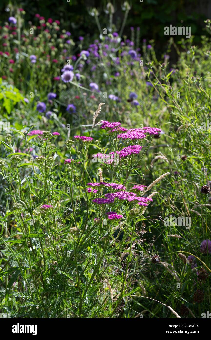 Pink yarrow (Achillea millefolium) flowers in a summer meadow July UK Stock Photo