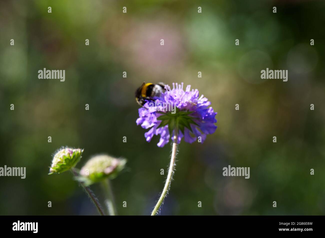 Summer flower of Field scabious ( Knautia arvensis) July with bee UK Stock Photo