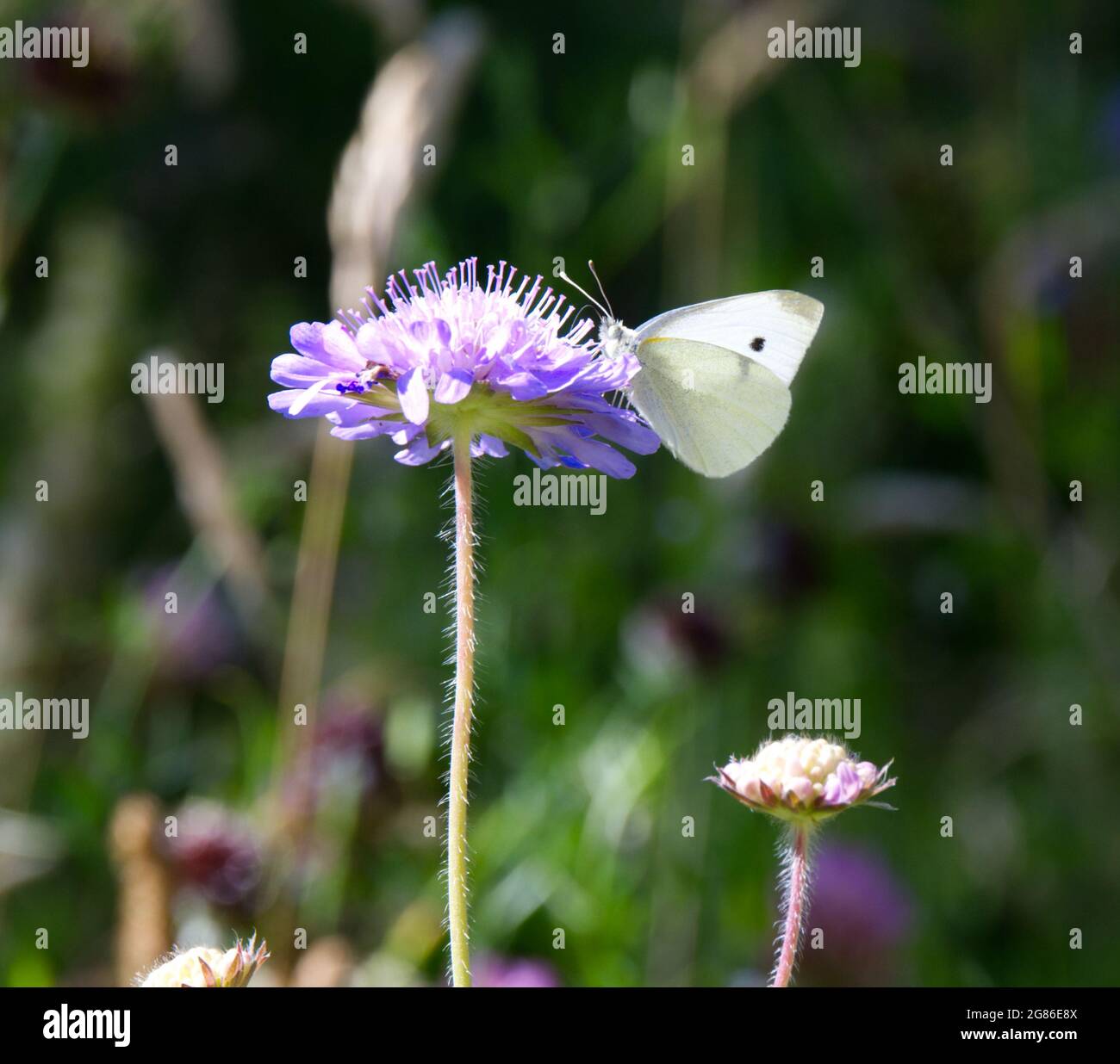 Summer flower of  Field scabious ( Knautia arvensis) with cabbage white butterfly (Pieris rapae) July UK Stock Photo