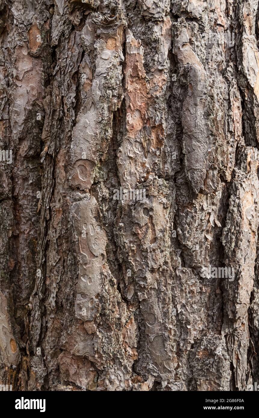 Close-up view of brown weathered outer pine tree bark (Conifer, Pinus, Pinoideae) with different layers or texture, abstract natural background Stock Photo