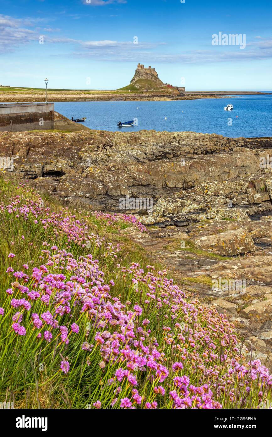 Sea thrift flowering on the shoreline of Holy Island, with a view across the harbour to Lindisfarne Castle. Stock Photo