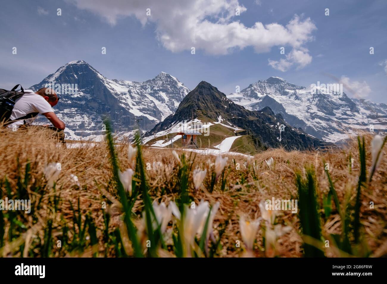 Panoramic alpine view of Eiger Mönch and Jungfrau fwith spring flowers ...