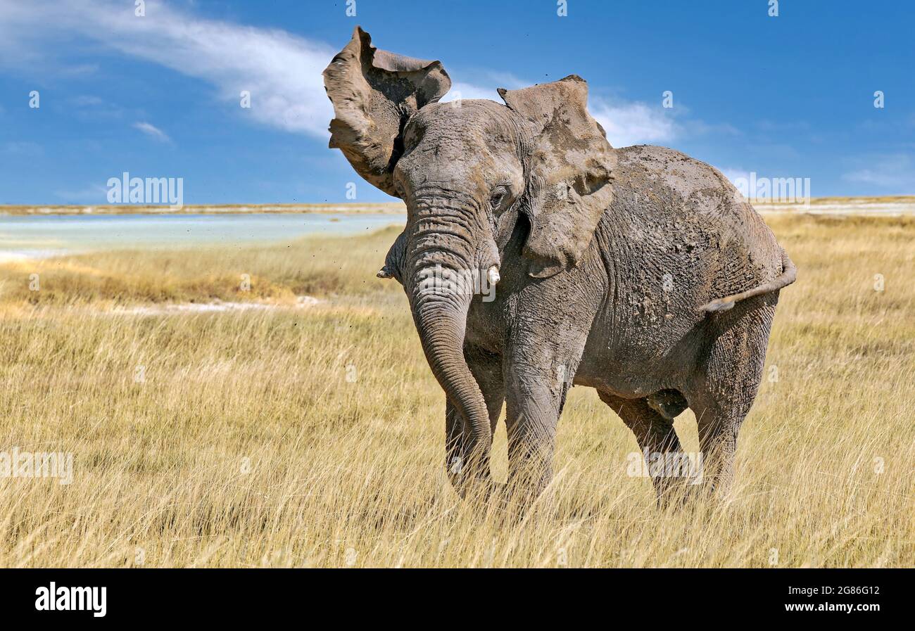 angry elephant, Etosha National Park, Namibia, (Loxodonta africana) Stock Photo