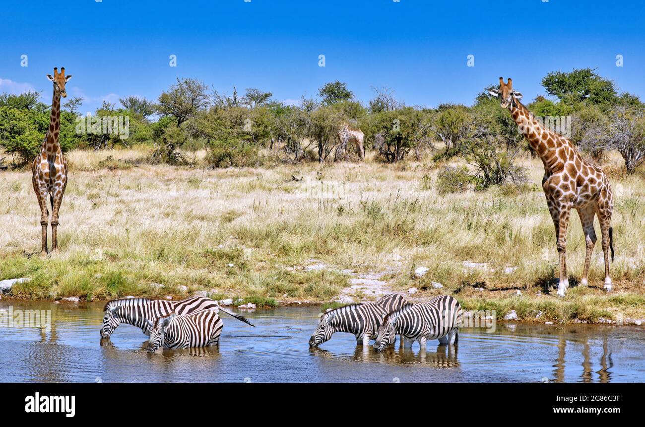 giraffes and zebras at the waterhole, Etosha National Park, Namibia Stock Photo