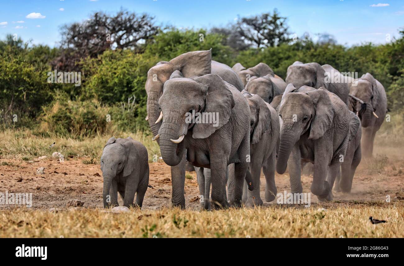 Herd of elephants, Etosha National Park, Namibia, (Loxodonta Stock Photo