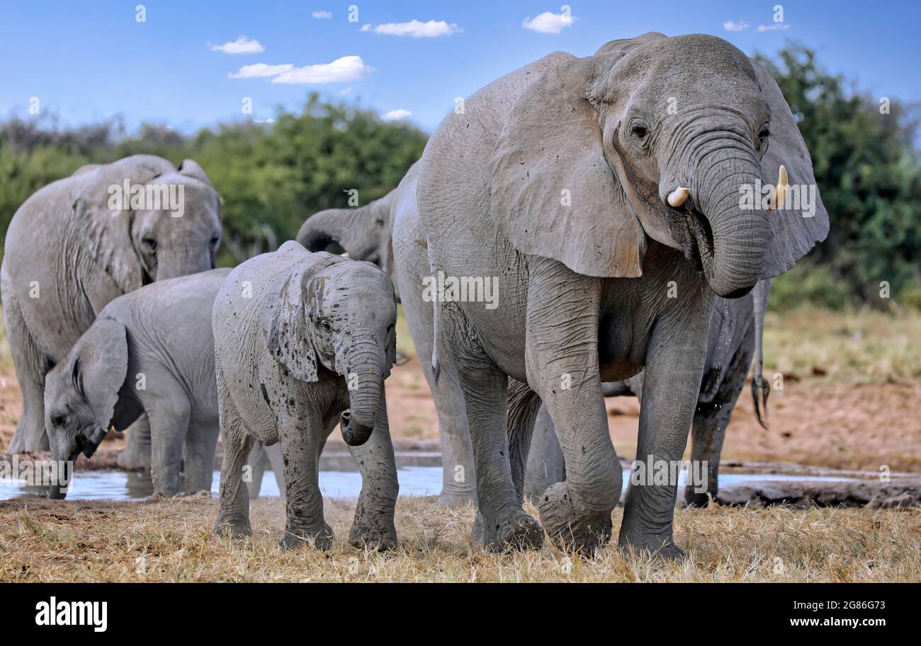 elephants at a waterhole, Etosha National Park, Namibia, (Loxodonta Stock Photo