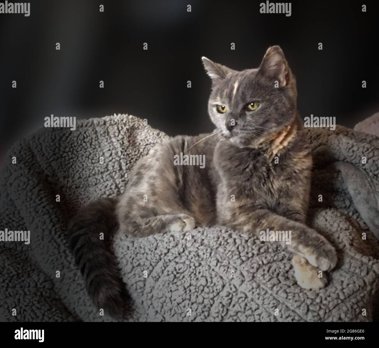 Poised female cat laying properly with legs crossed. Stock Photo