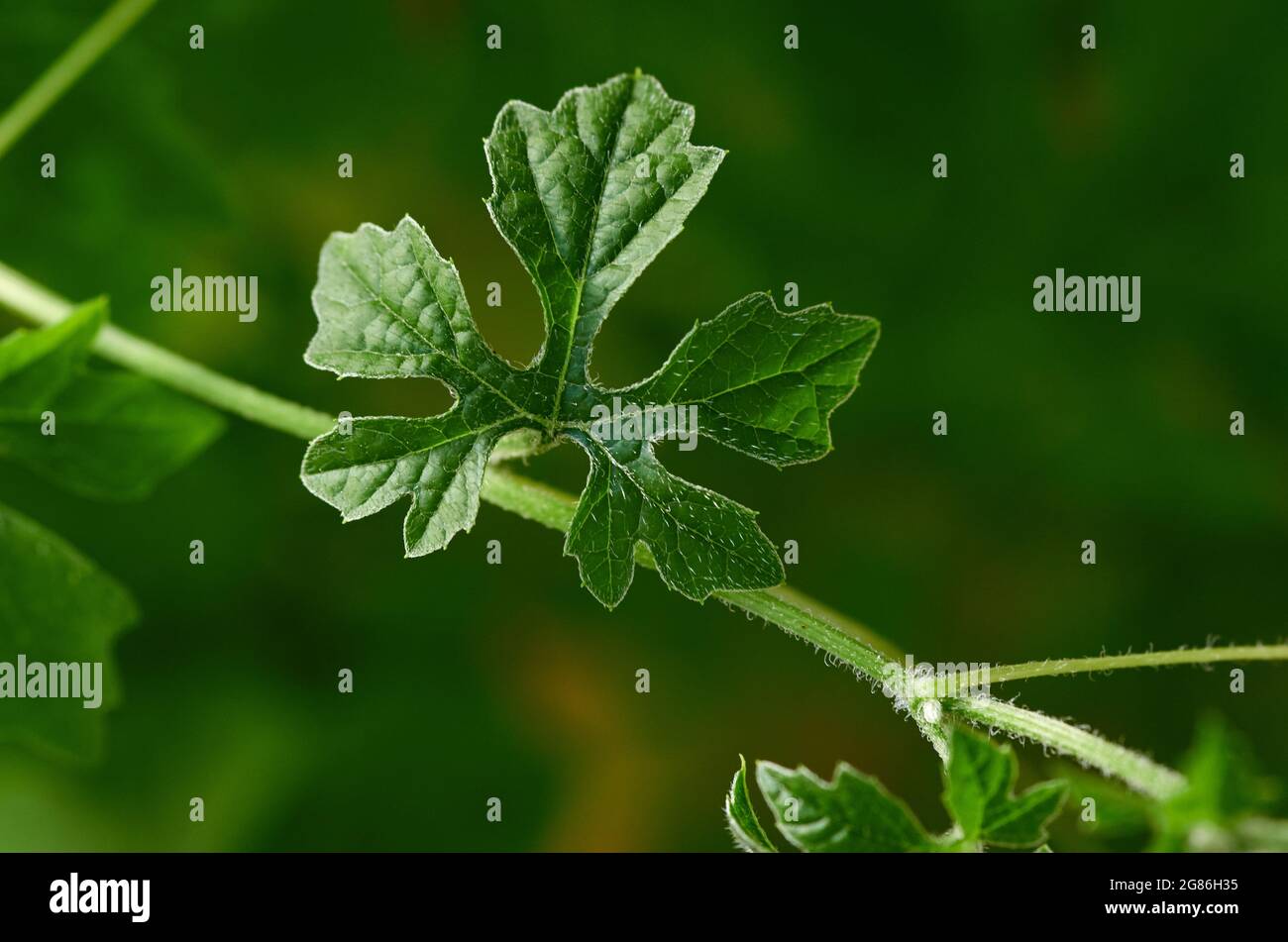 Close up flower stem and leaves hi-res stock photography and images - Alamy