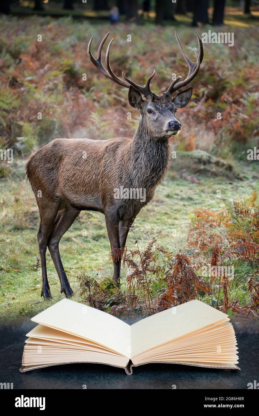 Beautiful image of red deer stag in colorful Autumn Fall landscape forest  coming out of pages of imaginary reading book Stock Photo