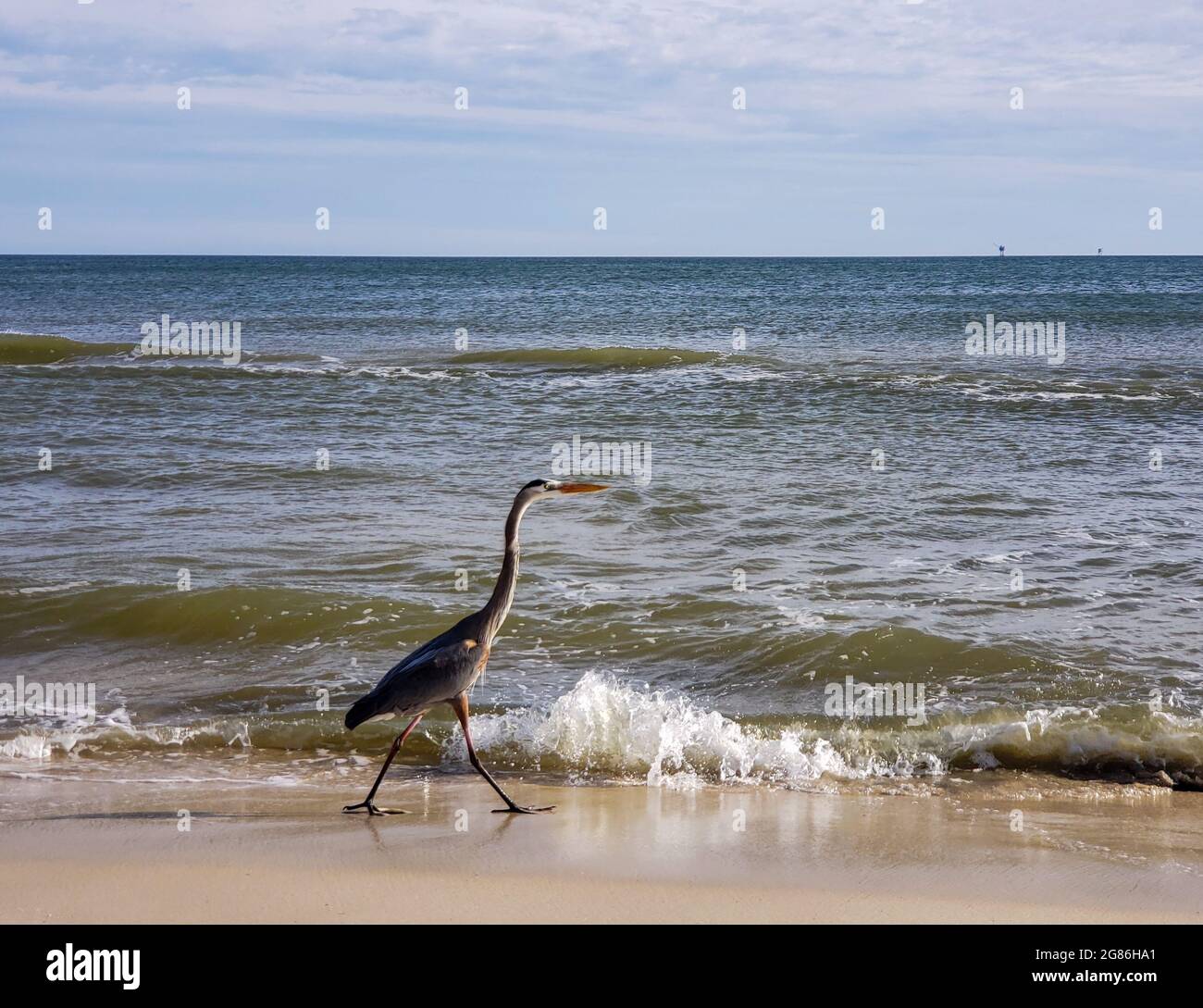 Water birds of Alabama Stock Photo