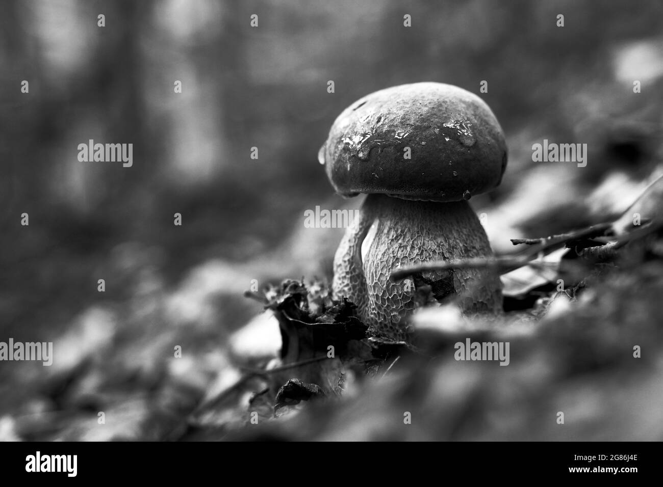 Boletus edulis, Black and White Stock Photos & Images - Alamy