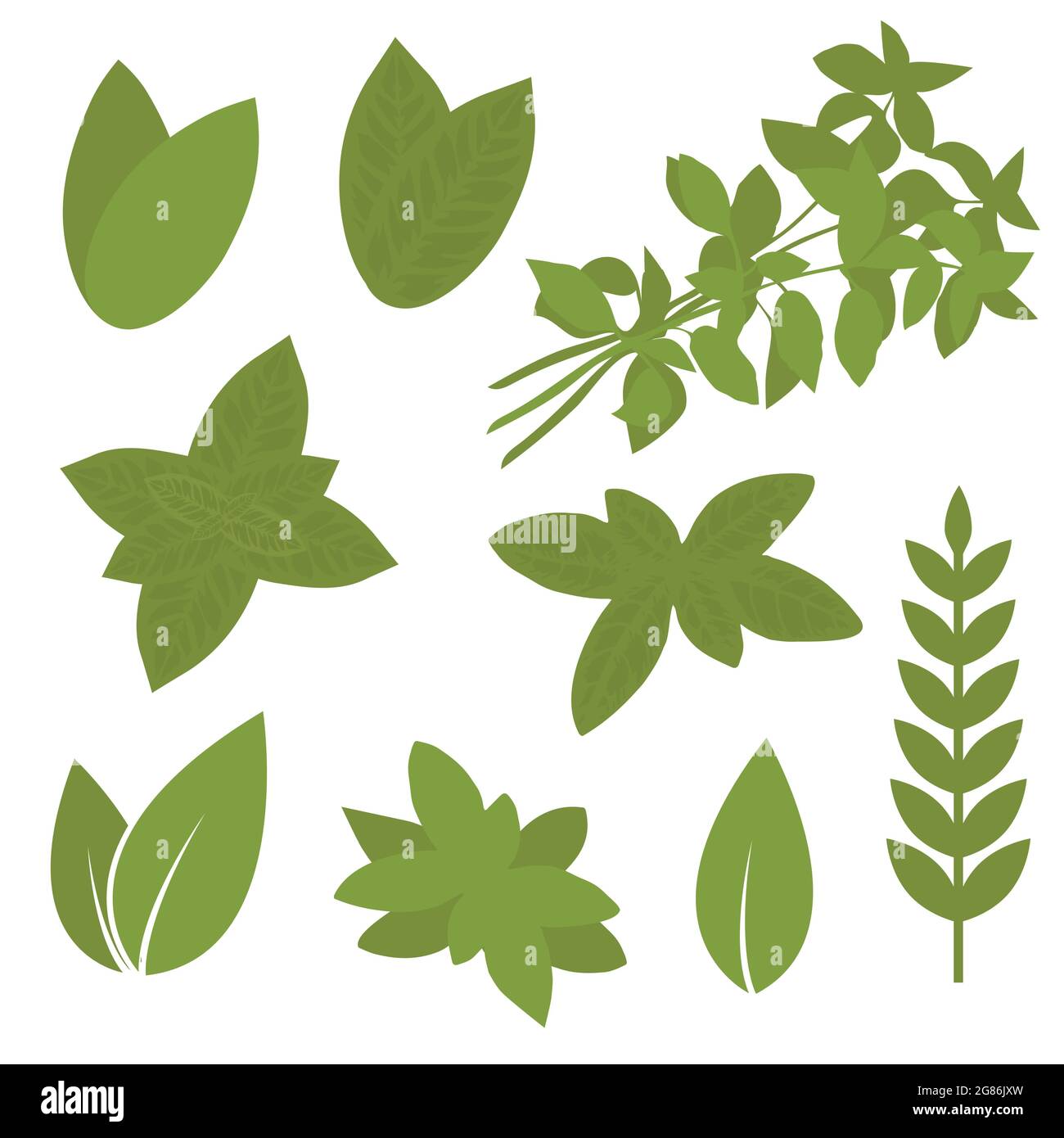 isolated herb leaf, plant illustration, bay, sage, melissa Stock Vector