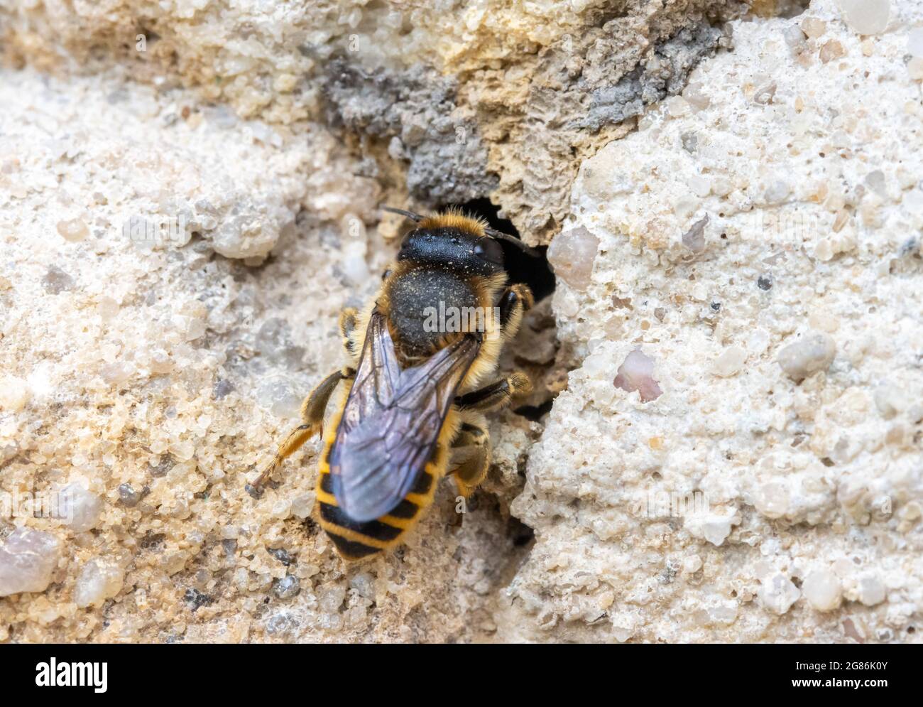 The solitary honey bee crawl to hole - entrance to her nest in wall of a old house. Stock Photo