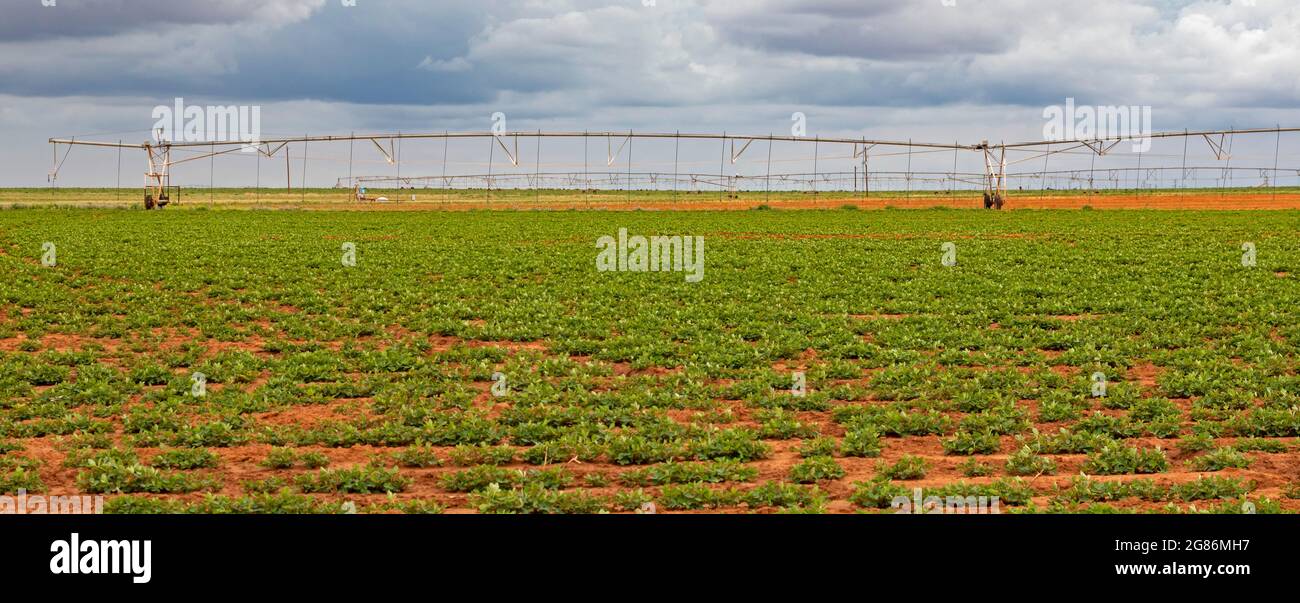 Plains, Texas Centerpivot irrigation equipment on a west Texas farm