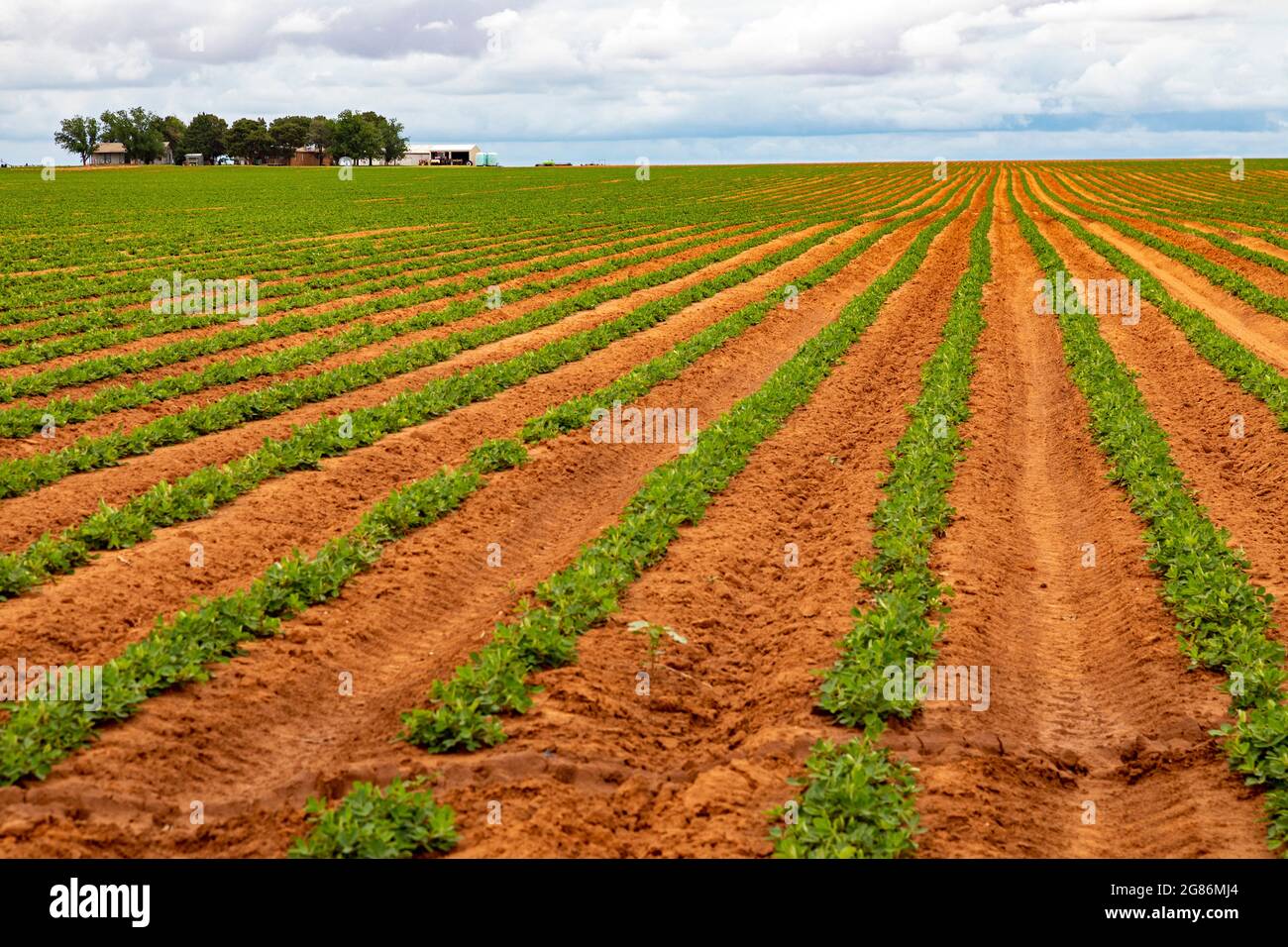Peanuts growing hires stock photography and images Alamy