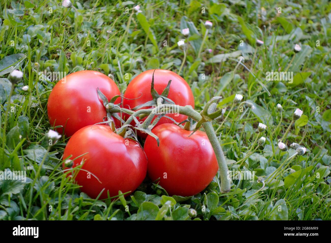 Tomatoes on green grass Stock Photo