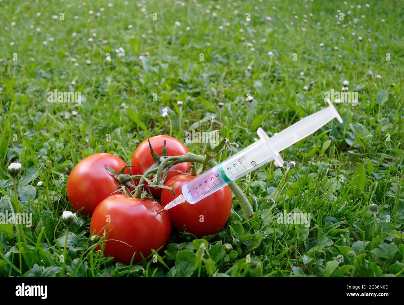 Tomatoes being injected with syringe Stock Photo