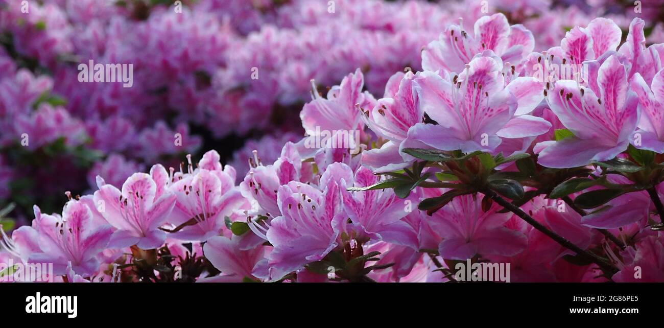 Closeup of azalea flowers in a garden under the sunlight with a blurry ...