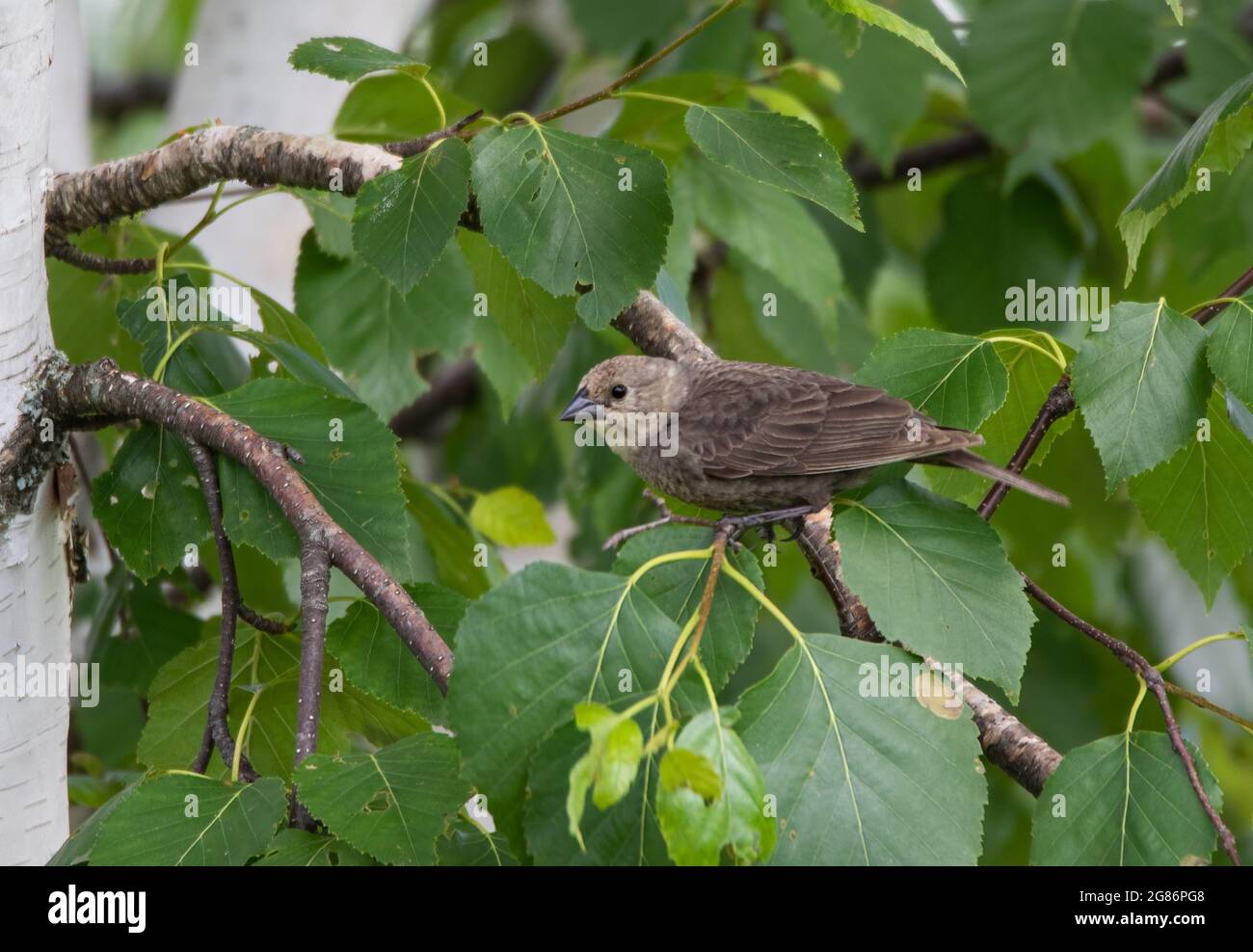 (Molothrus ater) A brown-headed cowbird in a leafy tree Stock Photo