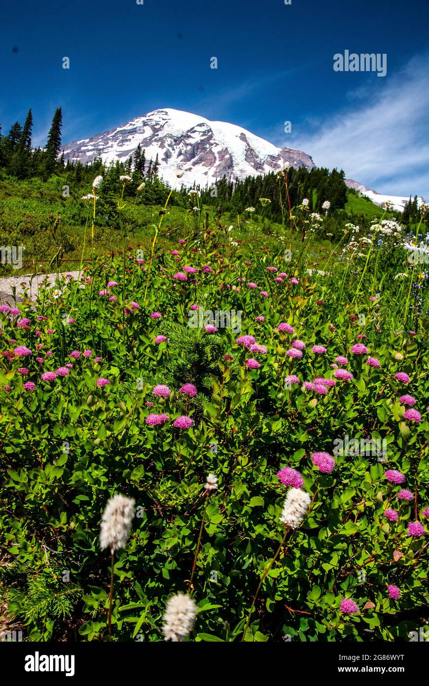 Wildflowers on slope of mt rainer hi-res stock photography and images ...