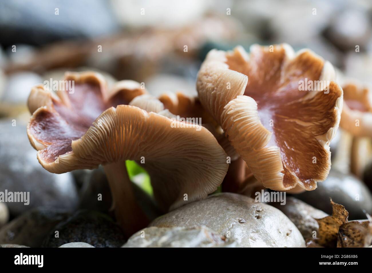 Agaric fungus close up fungi. Stock Photo