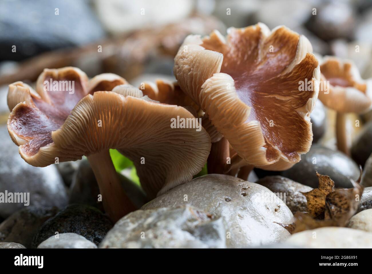 Close up wavy mushroom caps. Stock Photo