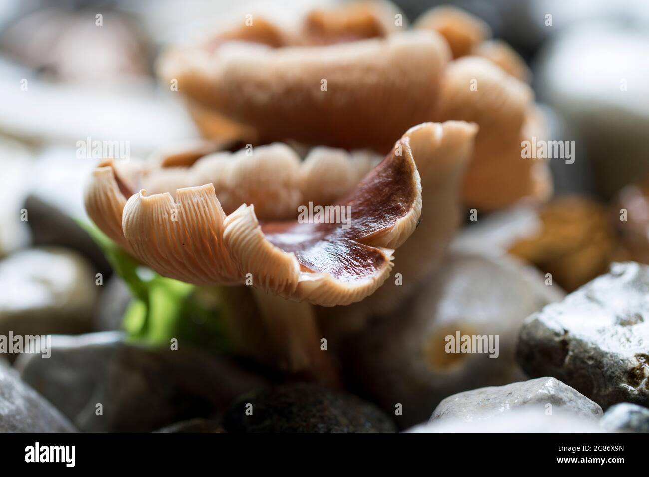 Tubaria furfuracea mushrooms growing in wood chips. Scurfy twiglet mushrooms. Stock Photo